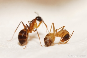 Борьбя с рыжими муравьями